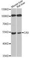Carbonic Anhydrase 9 antibody, A1658, ABclonal Technology, Western Blot image 