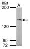 Ras Protein Specific Guanine Nucleotide Releasing Factor 2 antibody, PA5-28857, Invitrogen Antibodies, Western Blot image 
