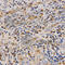 Cathelicidin Antimicrobial Peptide antibody, A1640, ABclonal Technology, Immunohistochemistry paraffin image 