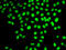 DNA Polymerase Delta 3, Accessory Subunit antibody, 22-808, ProSci, Immunofluorescence image 