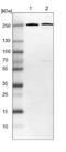 Small Nuclear Ribonucleoprotein U5 Subunit 200 antibody, NBP1-90086, Novus Biologicals, Western Blot image 
