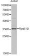 DNA repair protein RAD51 homolog 4 antibody, MBS9127998, MyBioSource, Western Blot image 