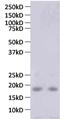 C-C motif chemokine 13 antibody, M809, Invitrogen Antibodies, Western Blot image 