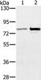 Calcium Responsive Transcription Factor antibody, PA5-50320, Invitrogen Antibodies, Western Blot image 
