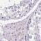Synemin antibody, PA5-59053, Invitrogen Antibodies, Immunohistochemistry frozen image 