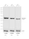 Rat IgG Isotype Control antibody, A18727, Invitrogen Antibodies, Western Blot image 