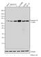 Gap Junction Protein Delta 2 antibody, 701630, Invitrogen Antibodies, Western Blot image 