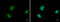 DNA replication licensing factor MCM6 antibody, GTX129216, GeneTex, Immunofluorescence image 