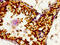 Solute Carrier Family 16 Member 12 antibody, CSB-PA757957LA01HU, Cusabio, Immunohistochemistry paraffin image 