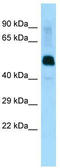 LRR Binding FLII Interacting Protein 1 antibody, TA339099, Origene, Western Blot image 