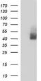 Endothelin Receptor Type B antibody, TA590006, Origene, Western Blot image 