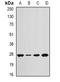 Anaphase Promoting Complex Subunit 10 antibody, LS-C482999, Lifespan Biosciences, Western Blot image 