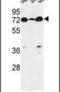 Lipid phosphate phosphatase-related protein type 4 antibody, PA5-24895, Invitrogen Antibodies, Western Blot image 