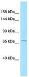 ADAMTS Like 1 antibody, TA331305, Origene, Western Blot image 