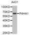 Prolyl 4-hydroxylase subunit alpha-1 antibody, abx002932, Abbexa, Western Blot image 