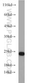 RAB7A, Member RAS Oncogene Family antibody, 55469-1-AP, Proteintech Group, Western Blot image 