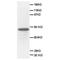 Secretogranin-3 antibody, orb18068, Biorbyt, Western Blot image 