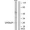 CREB/ATF BZIP Transcription Factor antibody, A07952, Boster Biological Technology, Western Blot image 