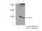 Complexin 2 antibody, 18149-1-AP, Proteintech Group, Immunoprecipitation image 