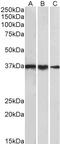 TATA-Box Binding Protein antibody, LS-C154977, Lifespan Biosciences, Western Blot image 