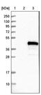 Hes Related Family BHLH Transcription Factor With YRPW Motif 2 antibody, PA5-56397, Invitrogen Antibodies, Western Blot image 