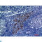 CKLF Like MARVEL Transmembrane Domain Containing 8 antibody, LS-C813382, Lifespan Biosciences, Western Blot image 