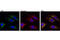 Phosphoenolpyruvate Carboxykinase 2, Mitochondrial antibody, 8565S, Cell Signaling Technology, Immunocytochemistry image 
