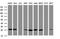 N-Ribosyldihydronicotinamide:Quinone Reductase 2 antibody, NBP2-46211, Novus Biologicals, Western Blot image 