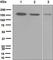Histone Deacetylase 9 antibody, ab109446, Abcam, Western Blot image 