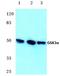 Glycogen Synthase Kinase 3 Alpha antibody, AP06151PU-N, Origene, Western Blot image 