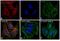 Mouse IgG antibody, 35518, Invitrogen Antibodies, Immunofluorescence image 