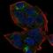 Putative cancer susceptibility gene HEPN1 protein antibody, NBP2-55007, Novus Biologicals, Immunofluorescence image 