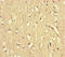 WW Domain Containing Adaptor With Coiled-Coil antibody, LS-C680009, Lifespan Biosciences, Immunohistochemistry paraffin image 