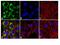 Ribosomal Protein S6 antibody, 710877, Invitrogen Antibodies, Immunofluorescence image 