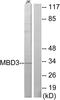 Methyl-CpG Binding Domain Protein 3 antibody, LS-C118742, Lifespan Biosciences, Western Blot image 