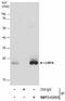 Lin-7 Homolog A, Crumbs Cell Polarity Complex Component antibody, NBP2-43695, Novus Biologicals, Immunoprecipitation image 