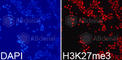 Histone Cluster 3 H3 antibody, A2363, ABclonal Technology, Immunofluorescence image 