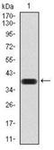 Lysine-specific histone demethylase 1B antibody, NBP2-52415, Novus Biologicals, Western Blot image 