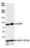 Hyaluronate receptor antibody, A700-038, Bethyl Labs, Western Blot image 