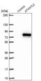 Ataxin 7 Like 2 antibody, NBP1-83876, Novus Biologicals, Western Blot image 