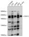 Cyclin Dependent Kinase 13 antibody, 13-538, ProSci, Western Blot image 