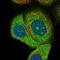 DnaJ Heat Shock Protein Family (Hsp40) Member A2 antibody, PA5-65583, Invitrogen Antibodies, Immunofluorescence image 
