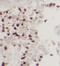 Ubiquitin carboxyl-terminal hydrolase isozyme L5 antibody, FNab09220, FineTest, Immunohistochemistry frozen image 