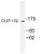CAP-Gly domain-containing linker protein 1 antibody, AP01464PU-N, Origene, Western Blot image 