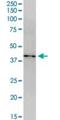 Cell Division Cycle Associated 5 antibody, H00113130-B01P, Novus Biologicals, Western Blot image 