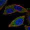 E3 ubiquitin-protein ligase RNF123 antibody, HPA071879, Atlas Antibodies, Immunocytochemistry image 