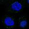 Lipase A, Lysosomal Acid Type antibody, HPA057052, Atlas Antibodies, Immunofluorescence image 