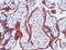 Complement C5a Receptor 1 antibody, AM26723PU-N, Origene, Immunohistochemistry frozen image 