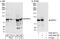 SRSF Protein Kinase 1 antibody, A302-461A, Bethyl Labs, Immunoprecipitation image 