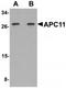 Anaphase Promoting Complex Subunit 11 antibody, TA319928, Origene, Western Blot image 